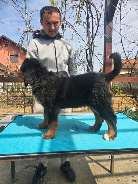 Щенки бернского зенненхунда — фото 4