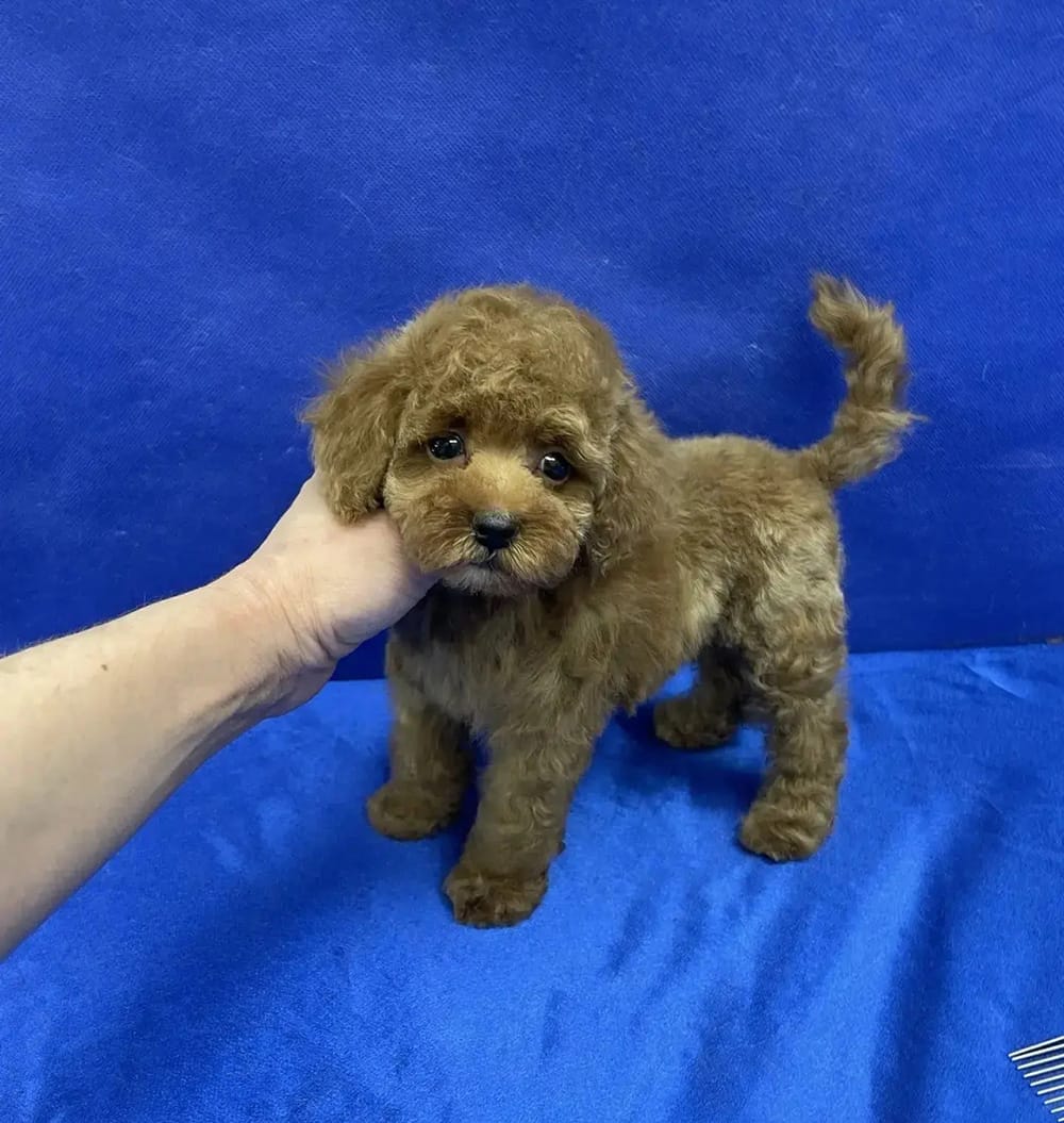 Пуделя щенок той рыжий  АЙВЕНГО