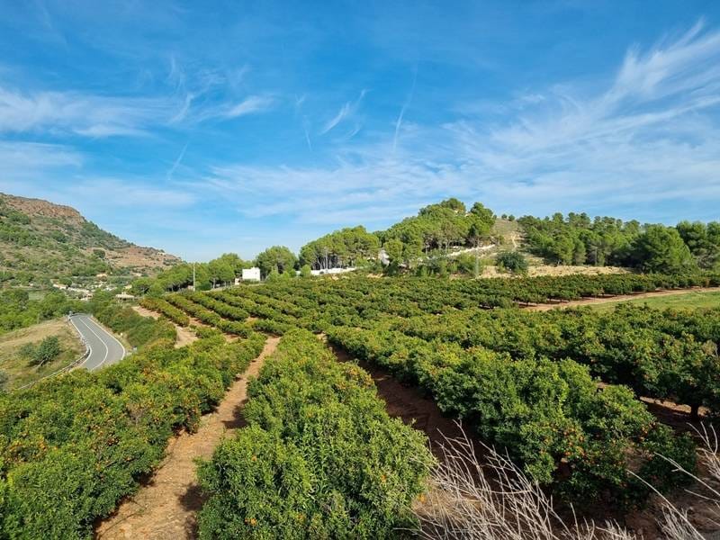 ПЛАНТАЦИЯ МАНДАРИНОВ В ИСПАНИИ — фото 31