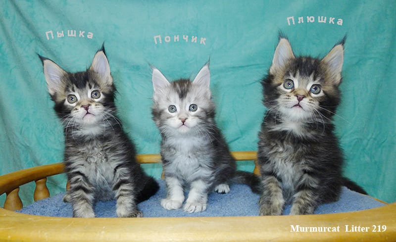 Мейн кун котята из питомника Murmurcat — фото 6