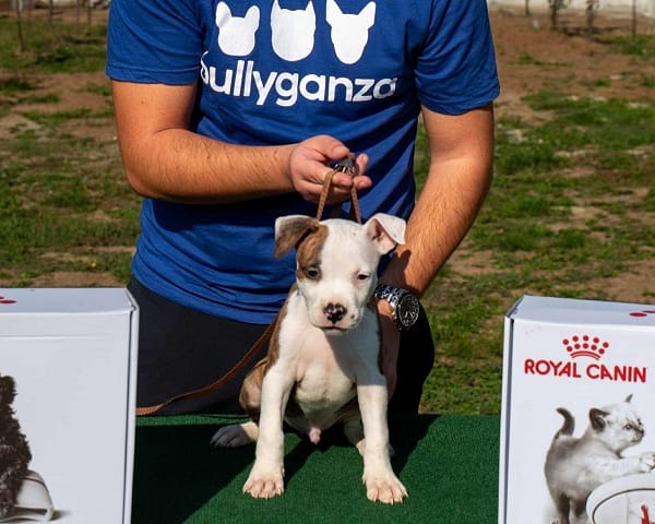 Американский стаффордширский терьер, щенки высшего качества — фото 2