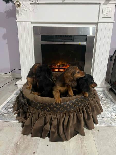 Щенки длинношерстной карликовой таксы — фото 5