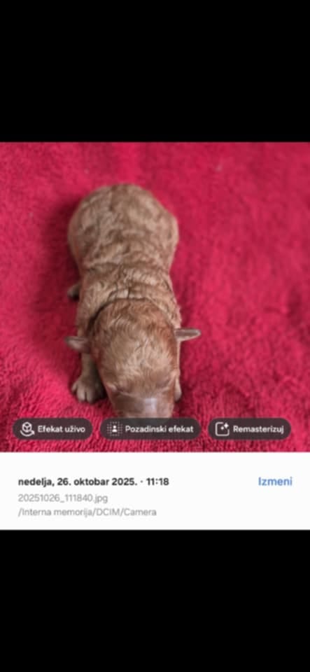 Красивый щенок пуделя, девочка — фото 2