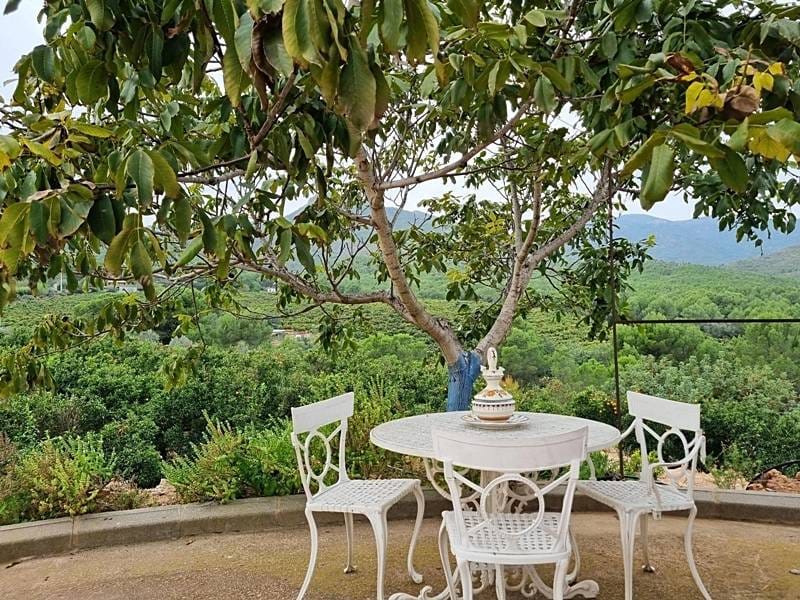 ПЛАНТАЦИЯ МАНДАРИНОВ В ИСПАНИИ — фото 25