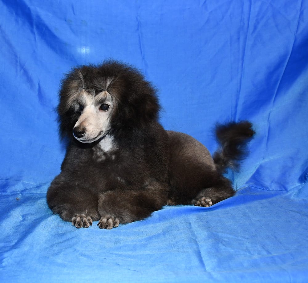 Щенок  пуделя миниатюрный мальчик серебристый Джентли Борн Рондо — фото 5