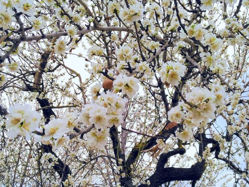 ПЛАНТАЦИЯ МИНДАЛЯ В ИСПАНИИ — фото 2