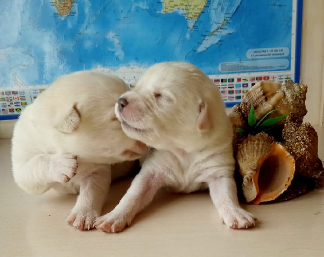 Щенки лабрадора из питомника Кладезь Эмоций — фото 3