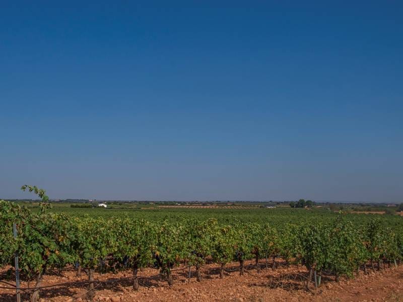 ВИНОДЕЛЬНЯ С ВИНГРАДНИКАМИ В ИСПАНИИ — фото 3