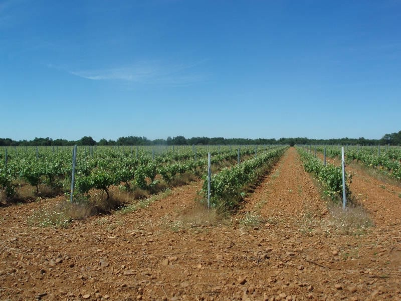 ВИНОДЕЛЬНЯ С ВИНГРАДНИКАМИ В ИСПАНИИ — фото 2