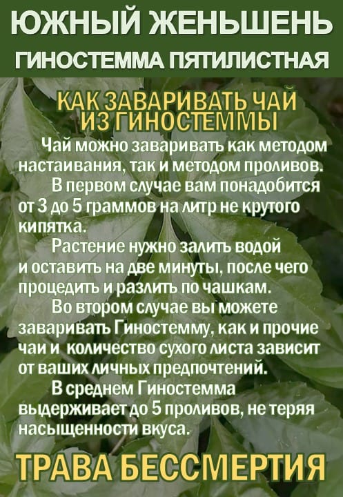 Фиточай Джиаогулан. Гиностемма пятилистная. Южный женьшень. — фото 4