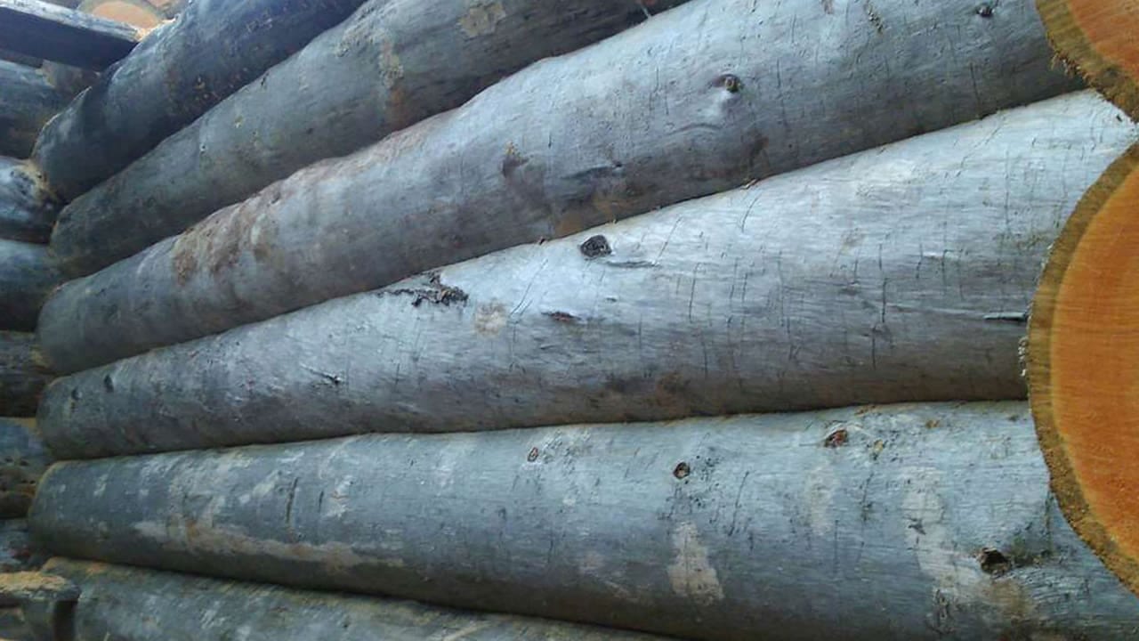 Сосна Кело сухая для домостроения, продажа оптом. — фото 5