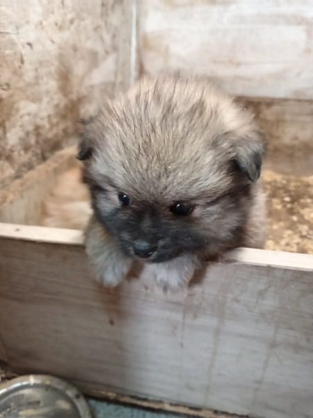 Щенки померанского шпица — фото 3