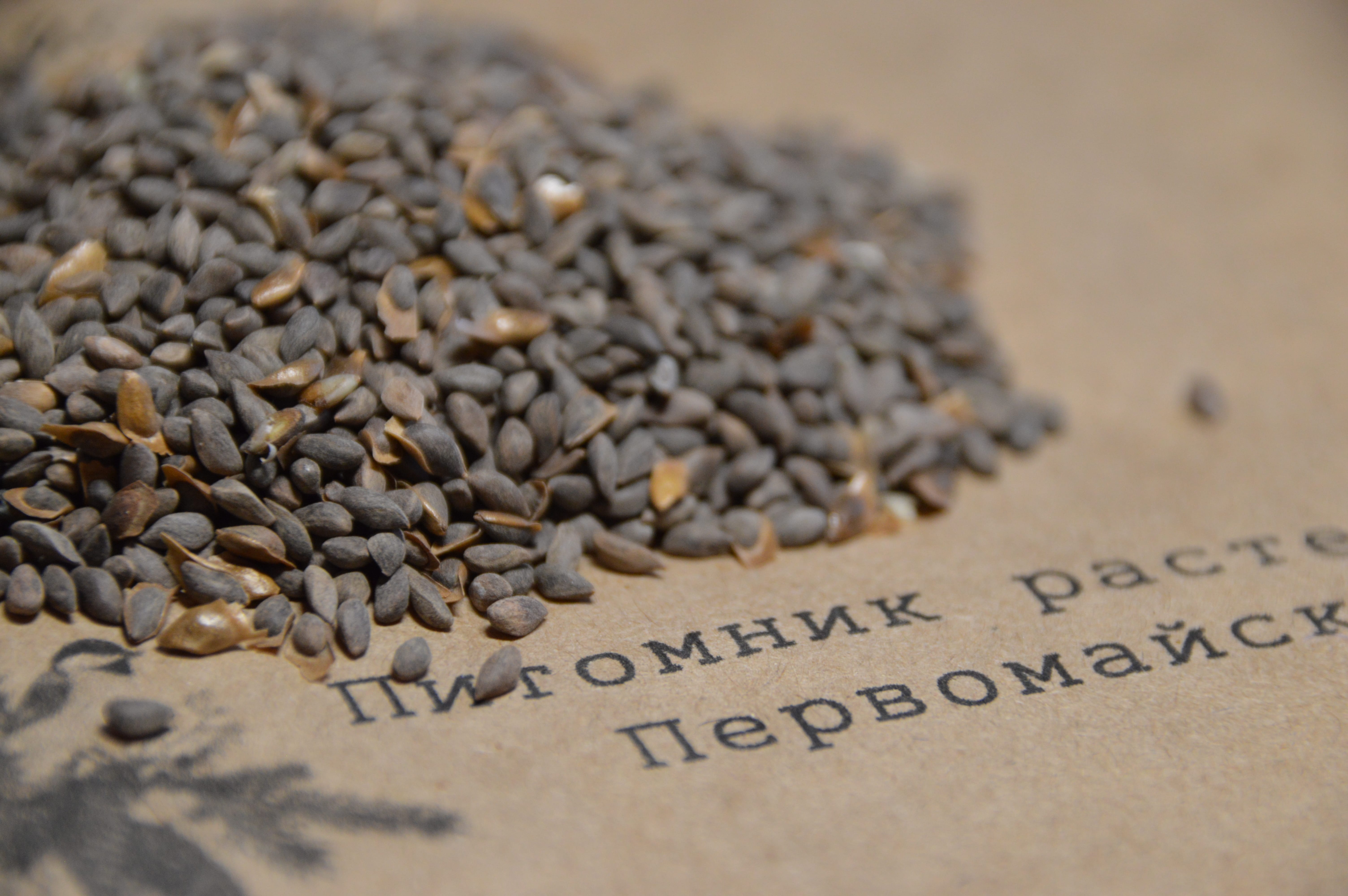 Семена ели голубой — фото 2