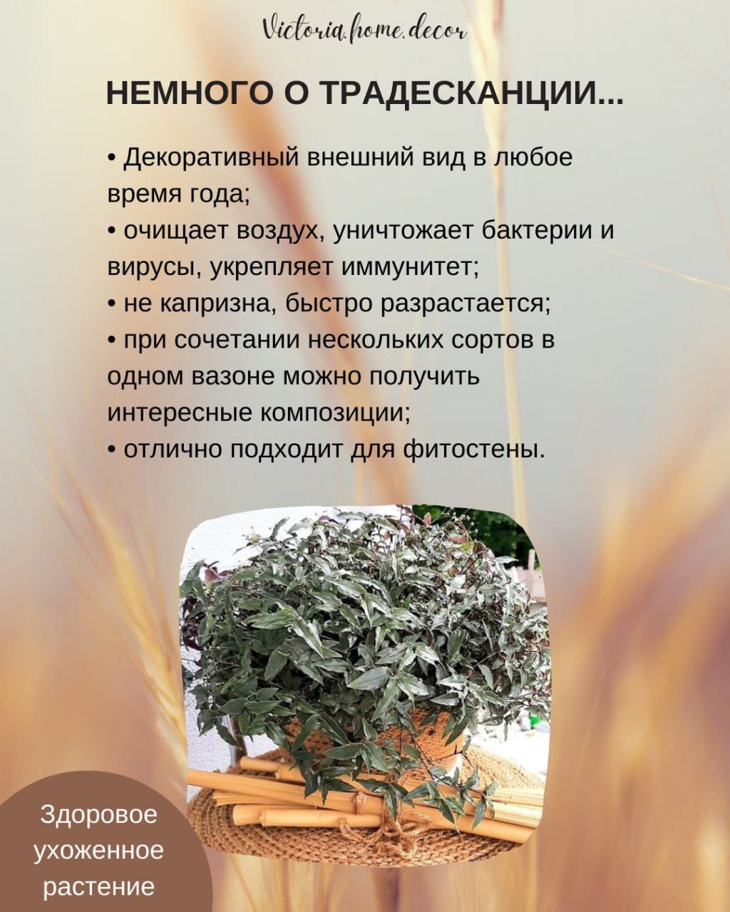 Традесканция Gibasis Bridal vail / Гибазис Фата невесты — фото 4