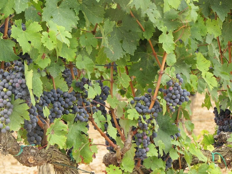 ВИНОДЕЛЬНЯ С ВИНГРАДНИКАМИ В ИСПАНИИ — фото 9