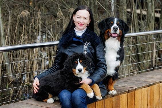 Щенки бернского зенненхунда от заводчика — фото 2