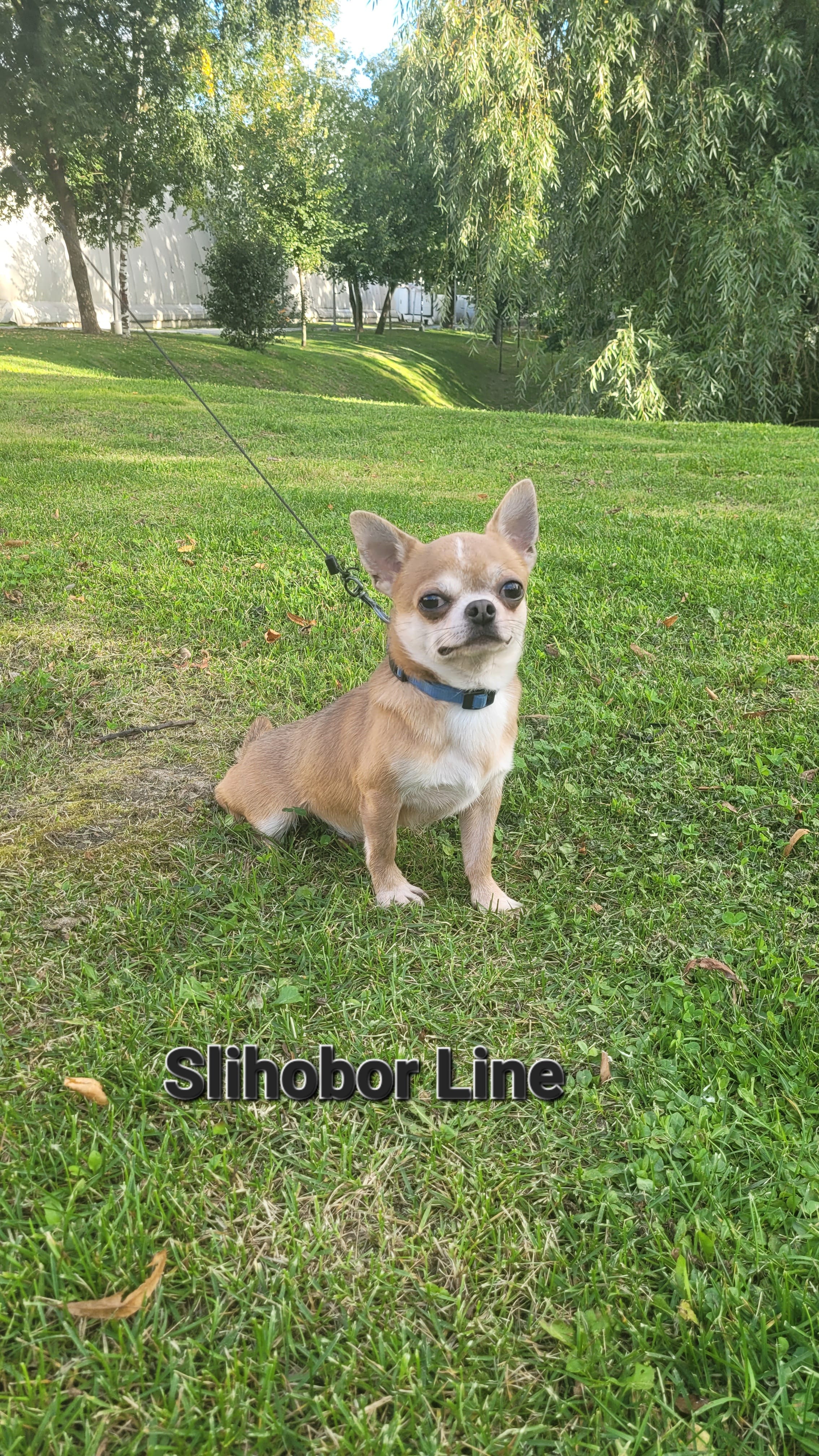 Чихуахуа голубо-палевый мальчик — фото 2