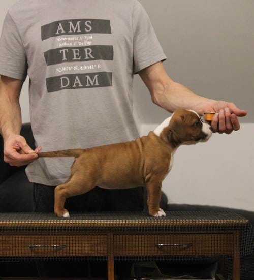 Американский стаффордширский терьер — фото 3