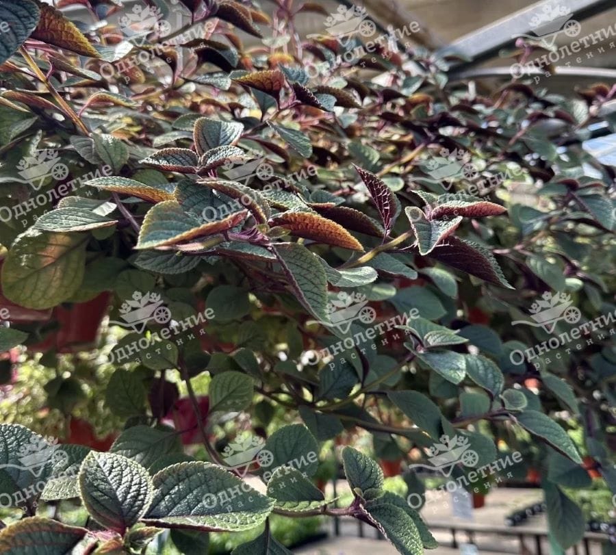 Растения для озеленения - купить в Москве из питомника!