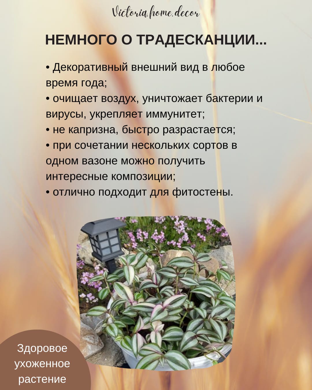 Традесканция Zebrina Qvadricolor/ Зебрина Квадриколор — фото 4