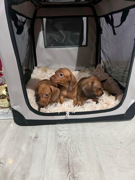 Щенки миниатюрных короткошерстных такс — фото 5