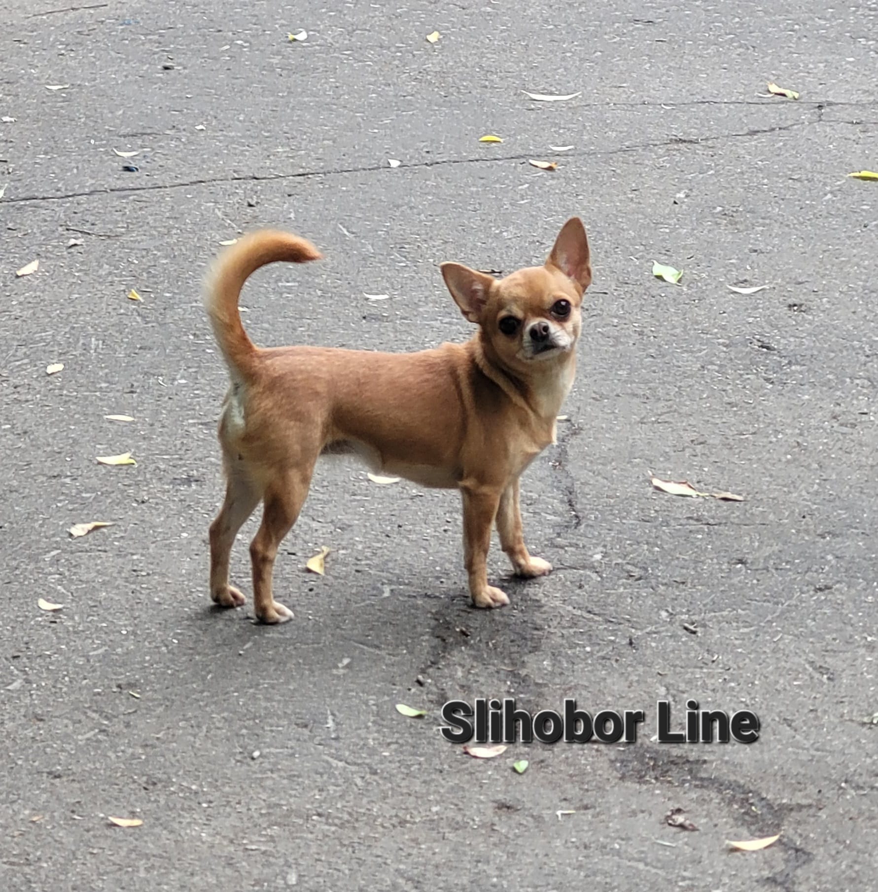 Чихуахуа взрослая девочка