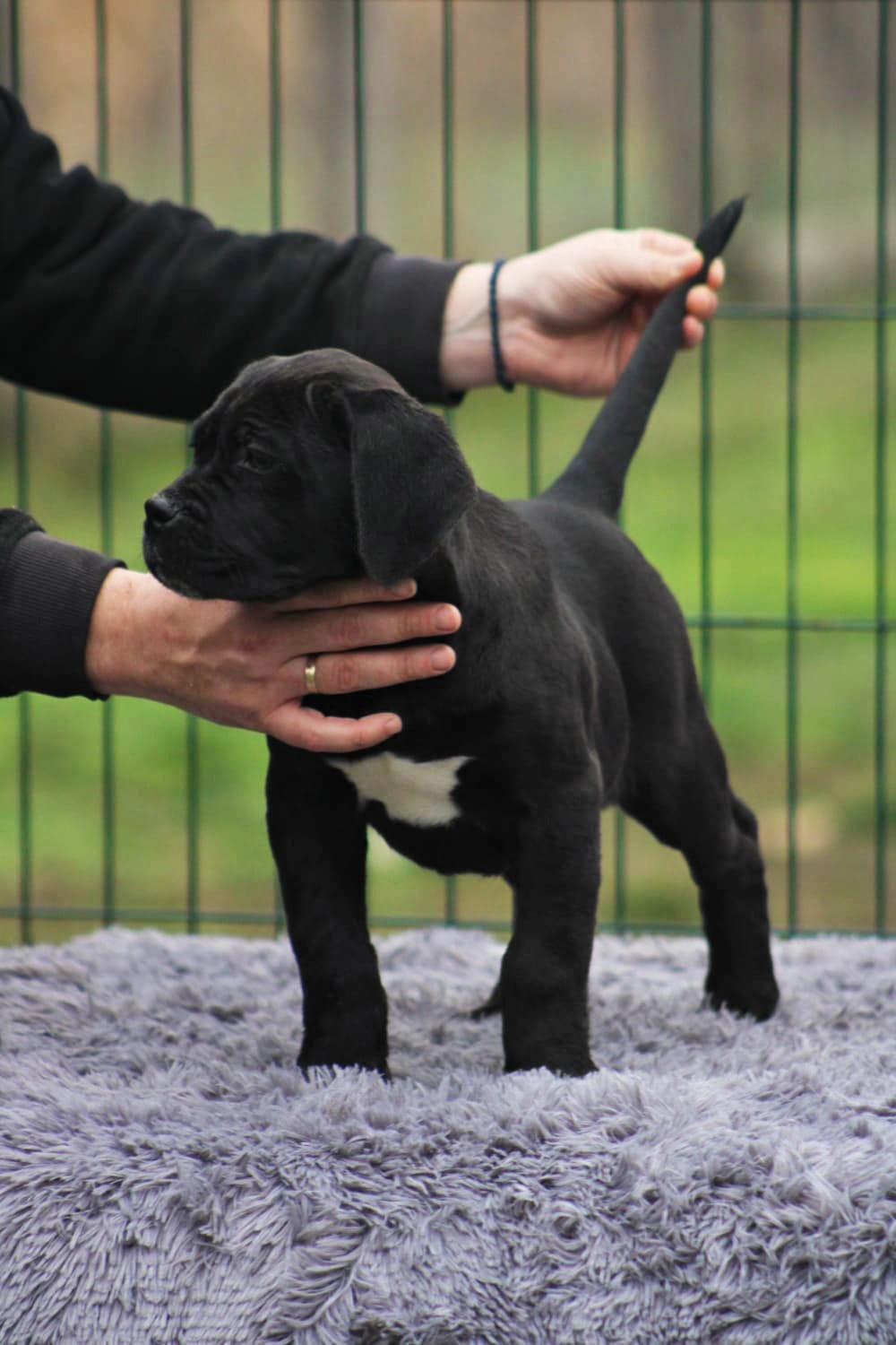 Щенки Кане Корсо на продажу — фото 6