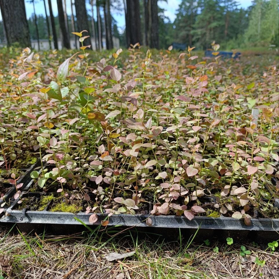 Саженцы голубики для доращивания — фото 2