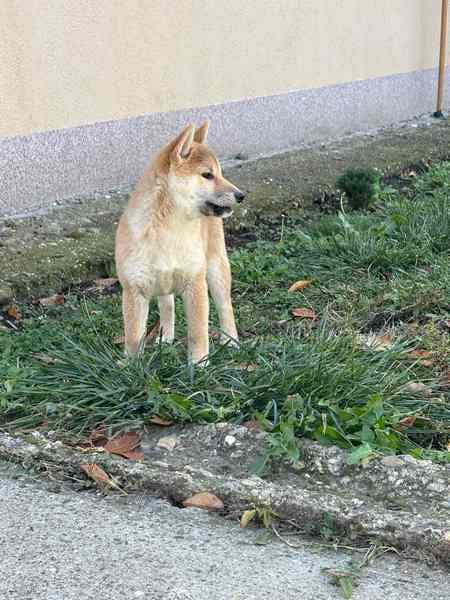 Щенки сиба-ину от лучших родителей — фото 3