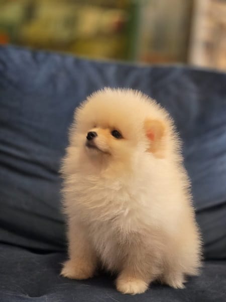 Померанский шпиц, прекрасные щенки — фото 5