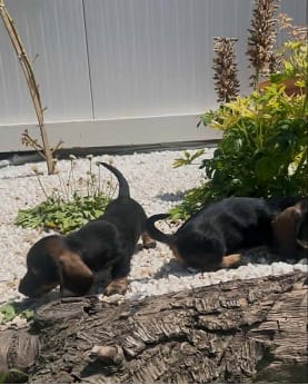 Жесткошерстная такса, щенки премиум-класса — фото 3