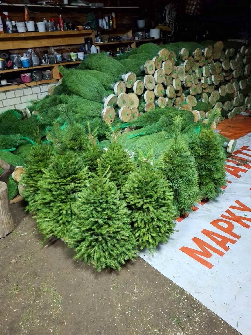 «Ёлочный Базар» - живые елки в Серпухове