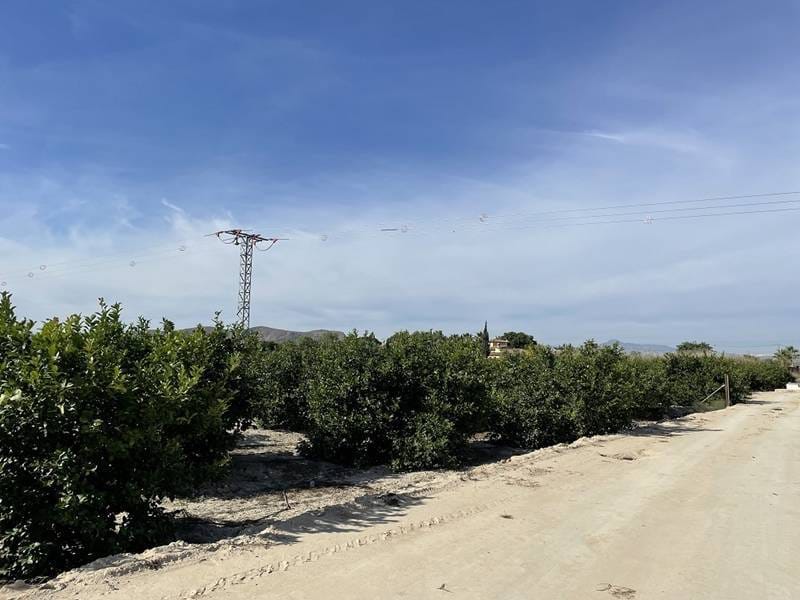 ПЛАНТАЦИЯ ЦИТРУСОВЫХ В ИСПАНИИ — фото 9