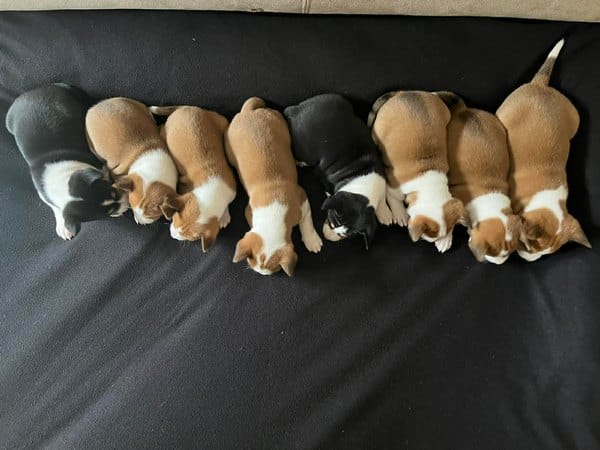 Щенки басенджи красно-белого и трехцветного окраса — фото 2