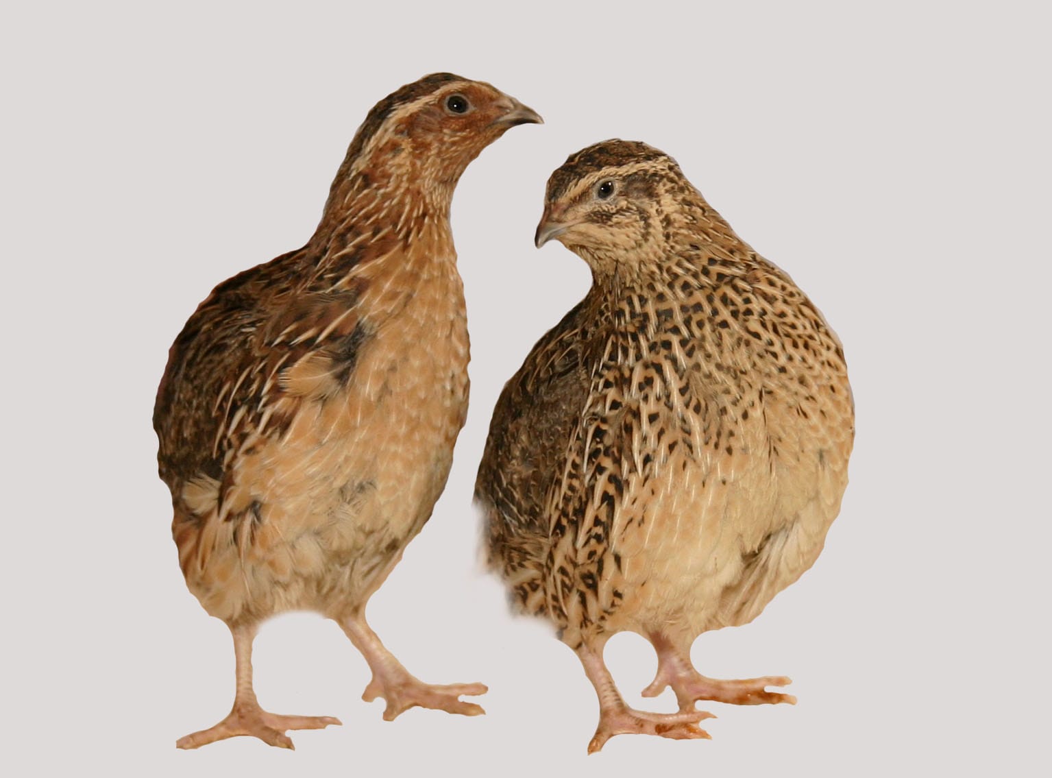 Куры, цесарки, перепела. Яйцо, цыплята. — фото 2