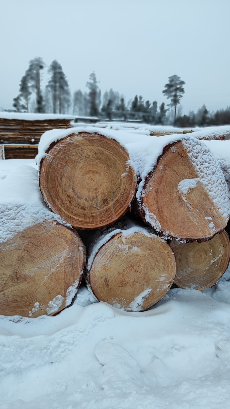 Кедр кругляк продажа оптом. — фото 2