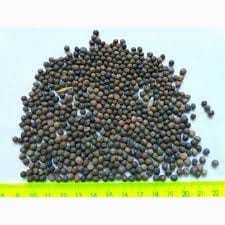 Продаю семена яровой вики