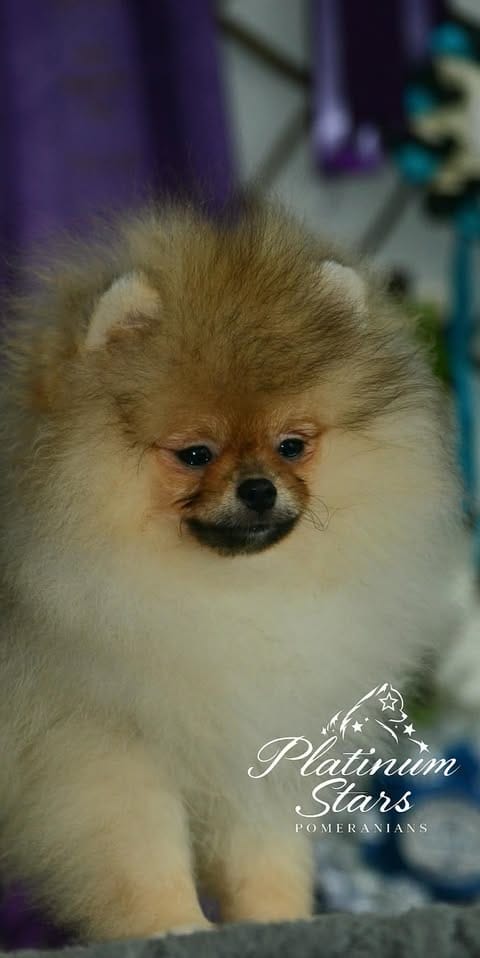 Щенки миниатюрного немецкого шпица (померанского шпица) — фото 6