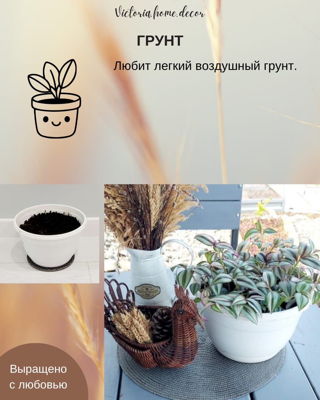 Традесканция Zebrina Qvadricolor/ Зебрина Квадриколор — фото 8