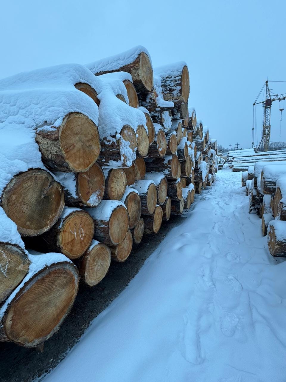 Кедр пиломатериалы от производителя оптом. — фото 7