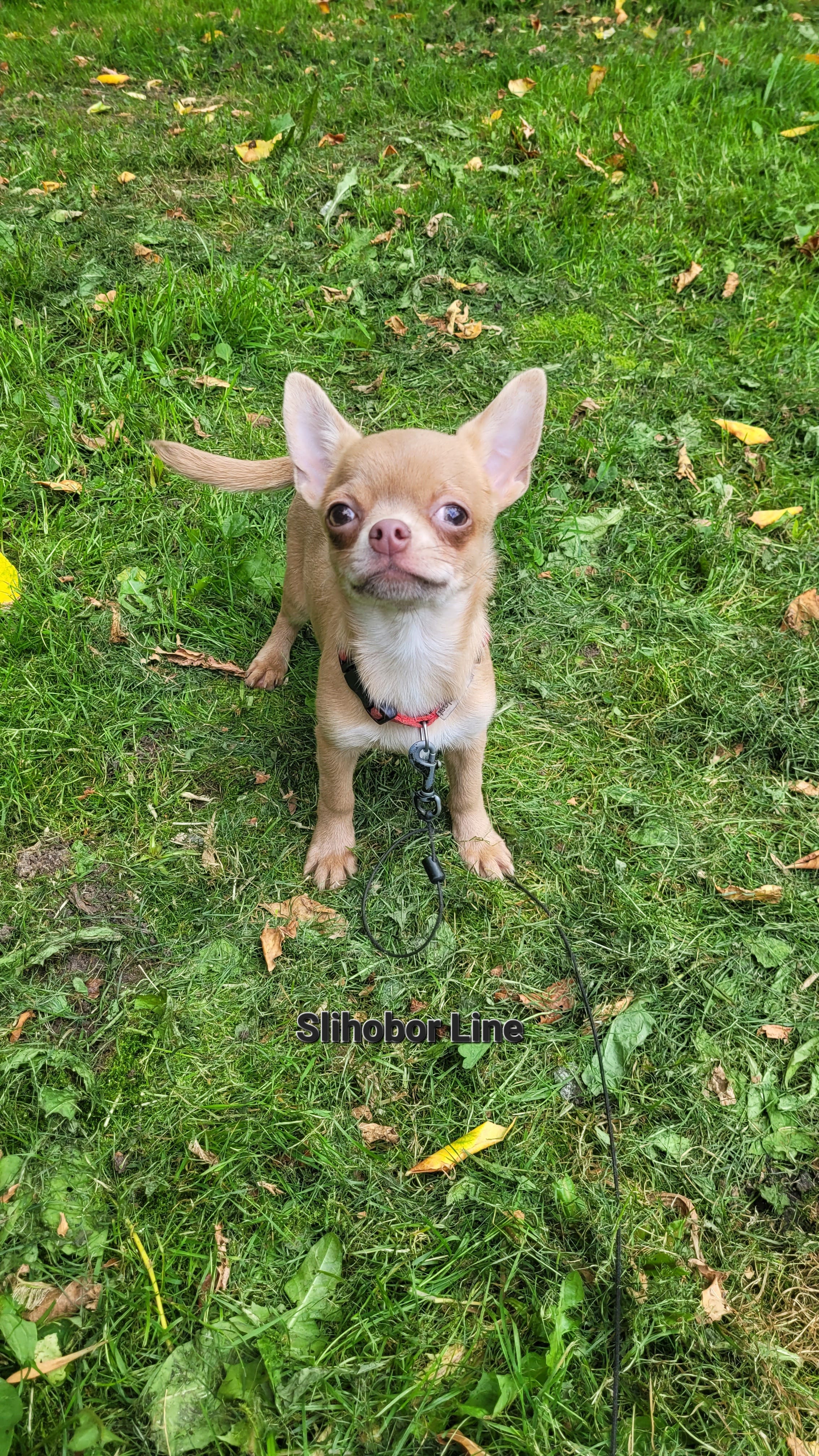 Чихуахуа лиловая девочка