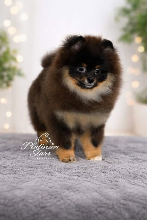 Щенки миниатюрного немецкого шпица (померанского шпица) — фото 9