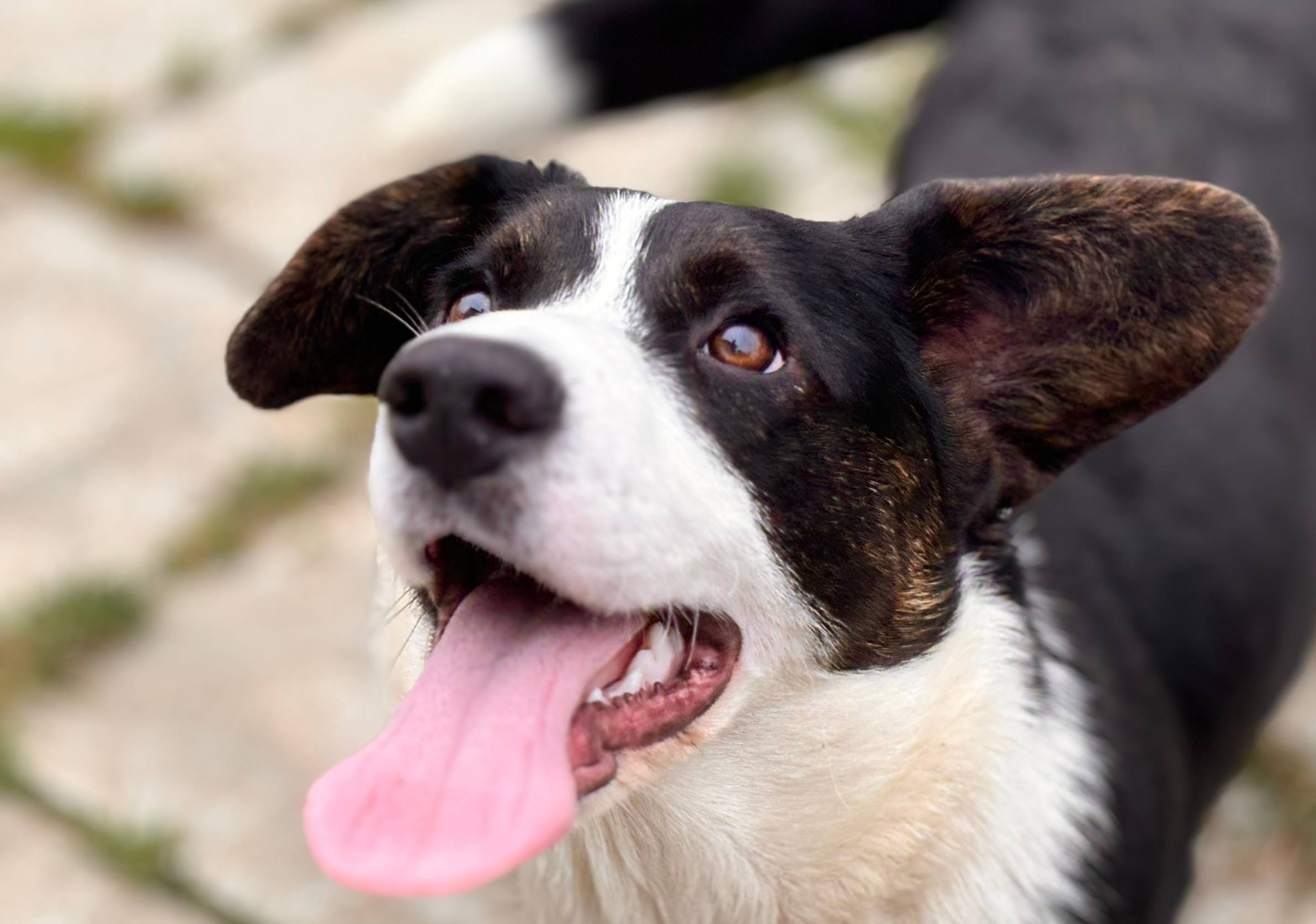 Корги . Вельш корги кардиган щенки подростки . Декабрь 2025 — фото 5