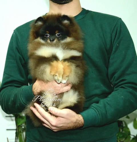 Щенки миниатюрного немецкого шпица (померанского шпица) — фото 4