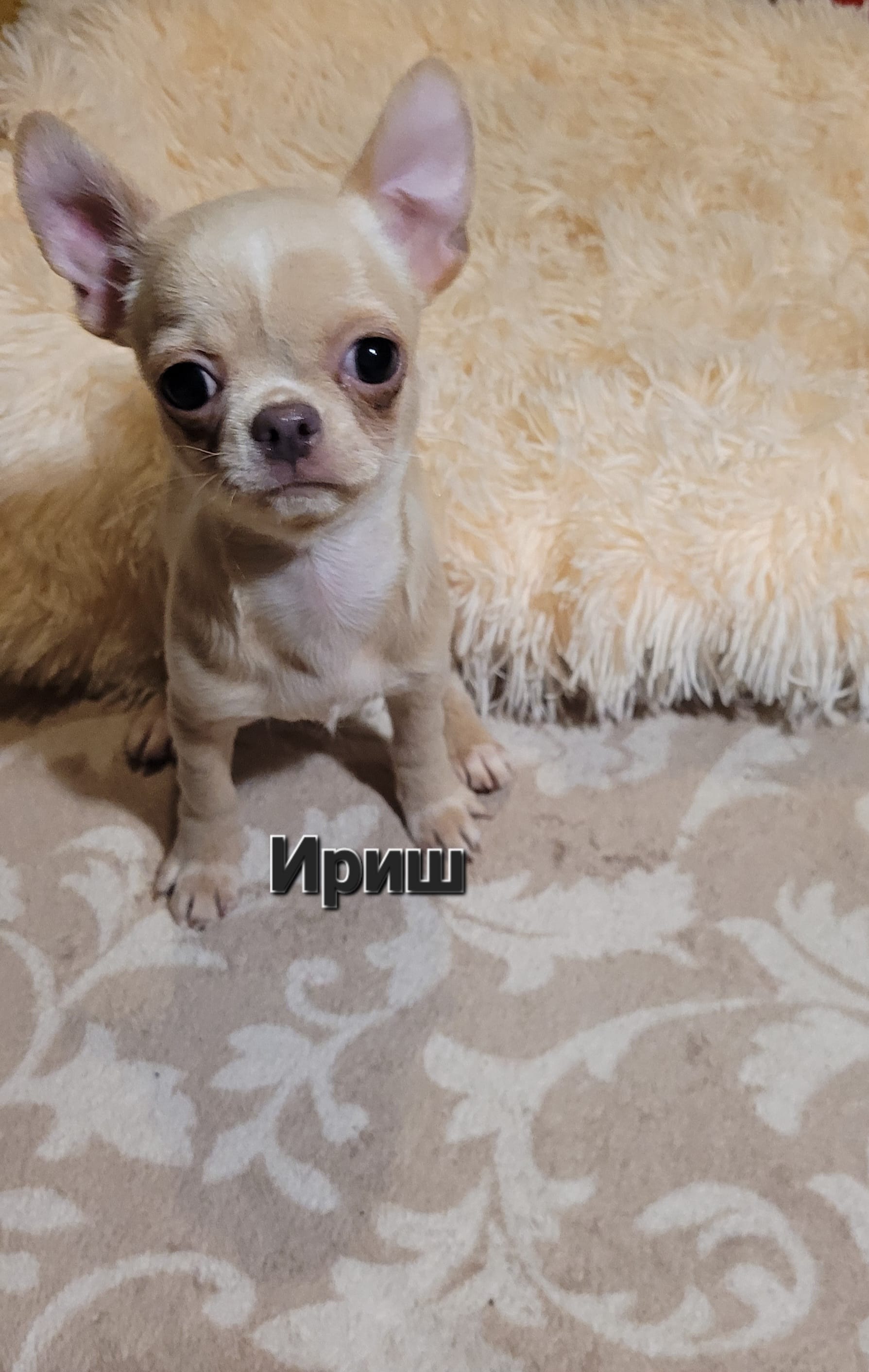 Чихуа девочка Иришка