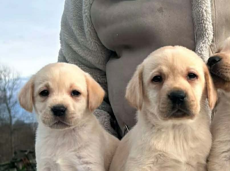 Лабрадор ретривер — фото 10