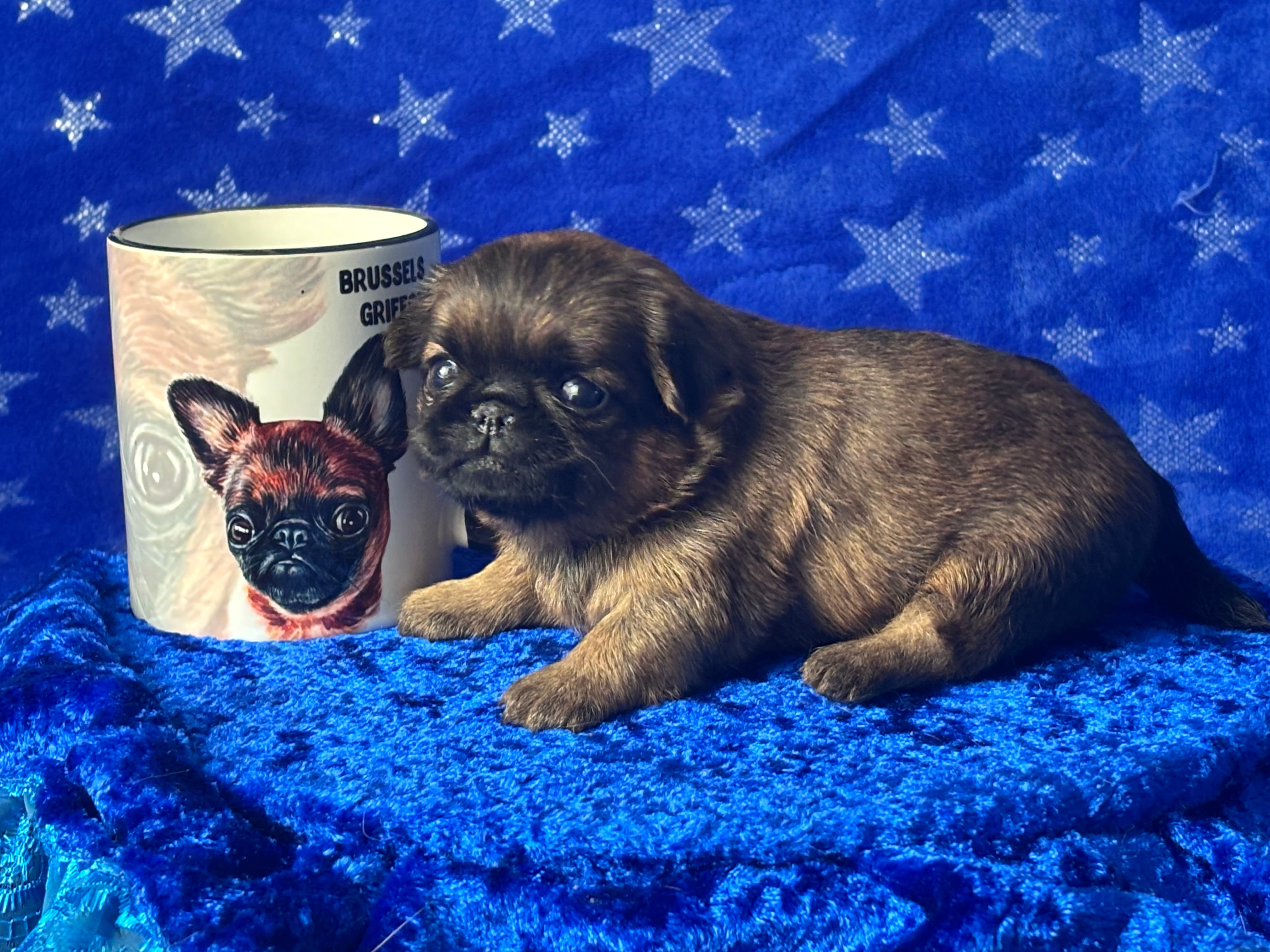 Пти брабансон рыжая девочка. Февраль 2026