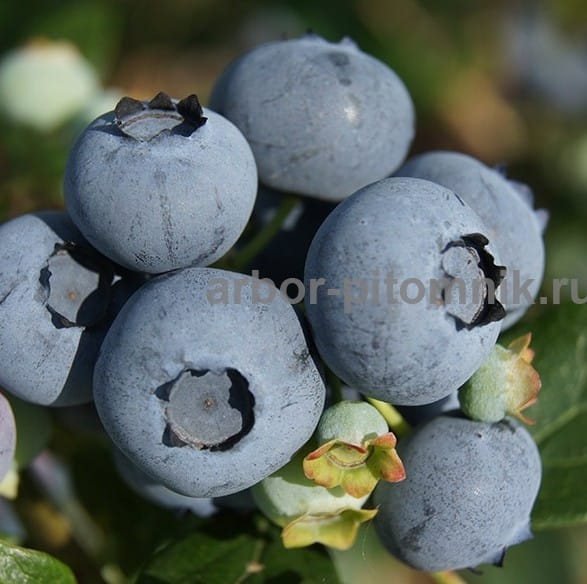 Саженцы и крупномеры голубики купить в Москве и Подмосковье с посадкой