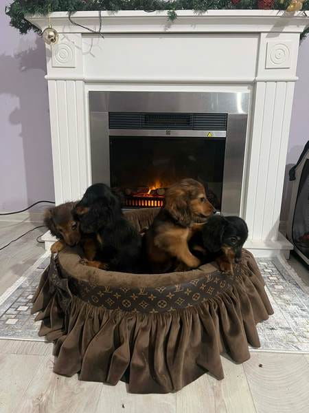 Щенки длинношерстной карликовой таксы — фото 3