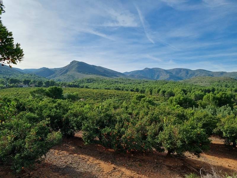 ПЛАНТАЦИЯ МАНДАРИНОВ В ИСПАНИИ — фото 28